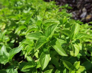 Bazalka citronová 'Lime'