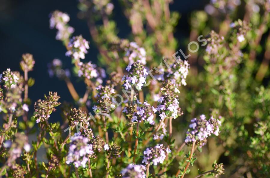 Tymián obecný - Thymus vulgaris