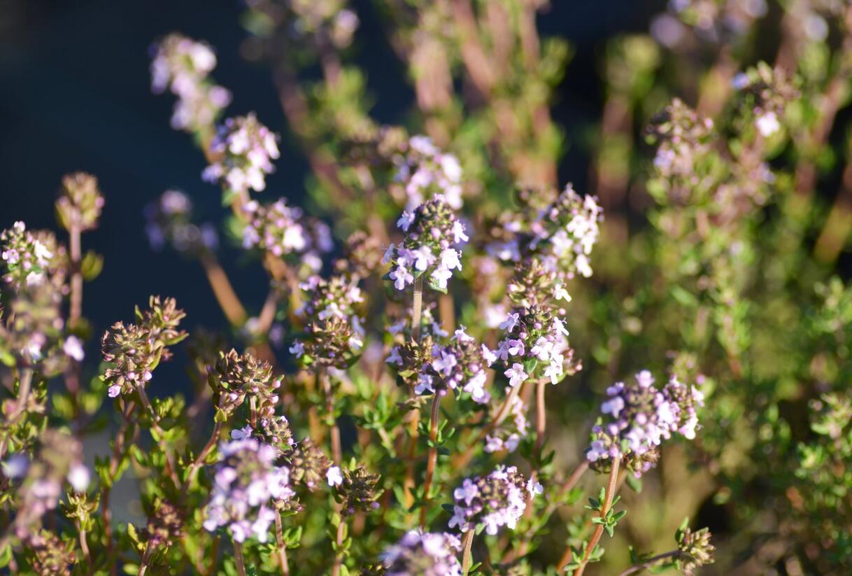 Tymián obecný - Thymus vulgaris