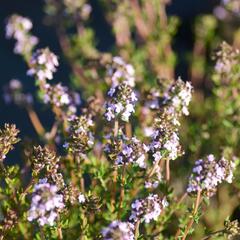 Tymián obecný - Thymus vulgaris