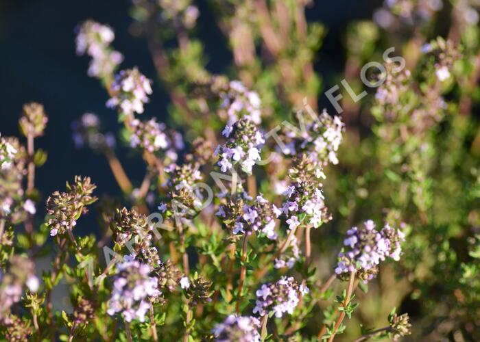 Tymián obecný - Thymus vulgaris