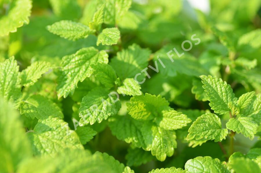 Meduňka lékařská - Melissa officinalis