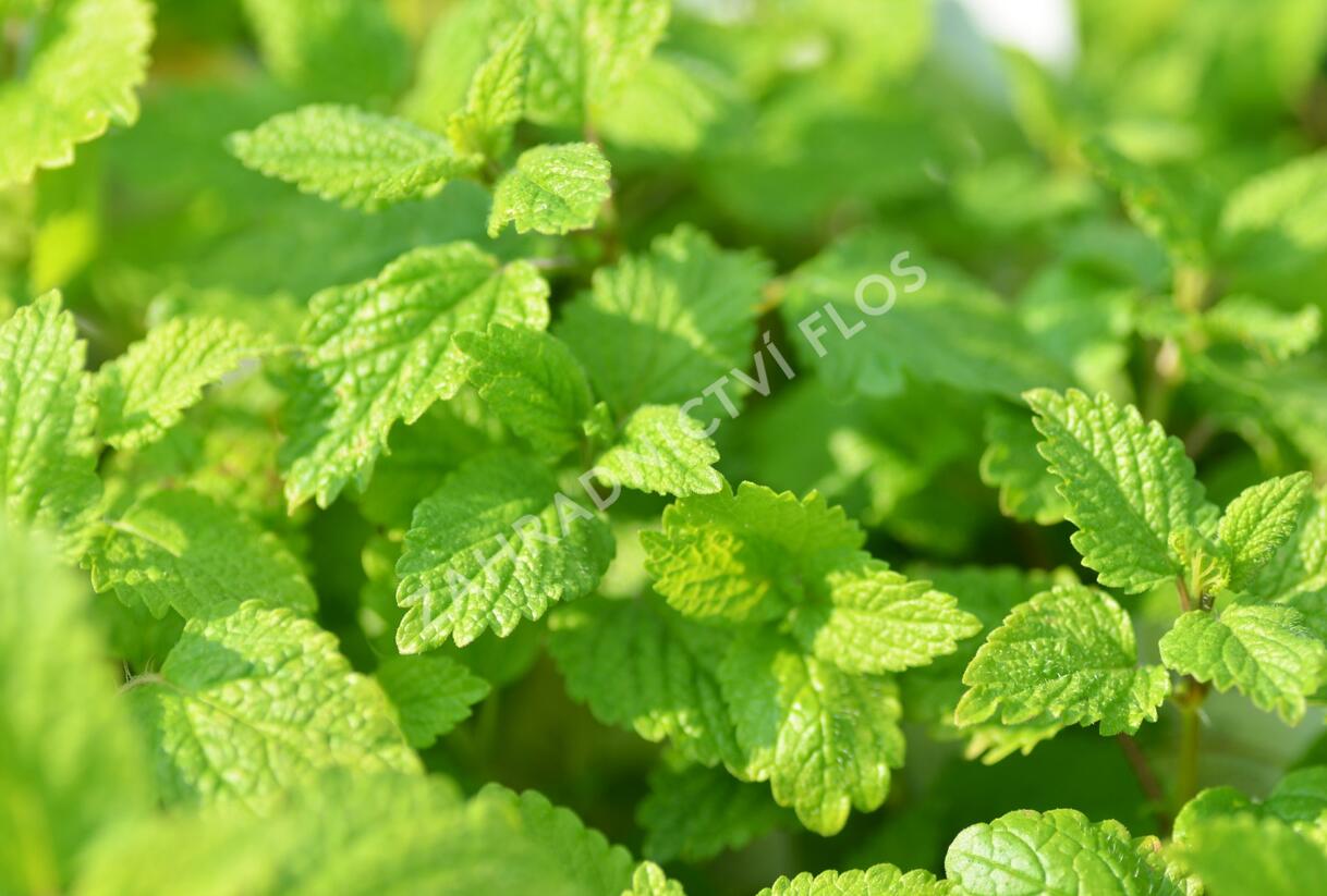 Meduňka lékařská - Melissa officinalis