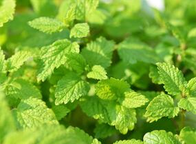 Meduňka lékařská - Melissa officinalis