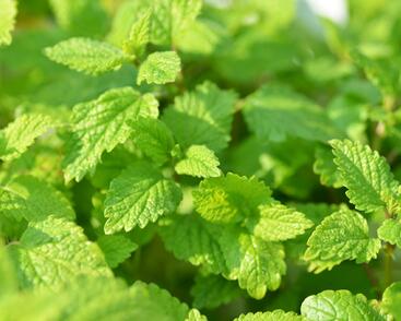 Meduňka lékařská