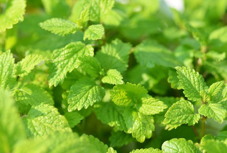 Meduňka lékařská - Melissa officinalis