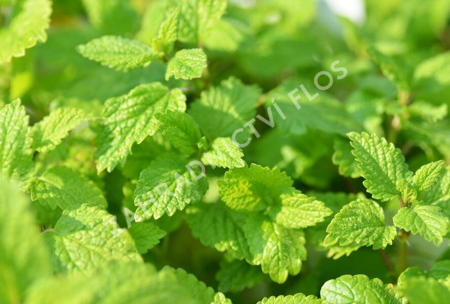 Meduňka lékařská - Melissa officinalis
