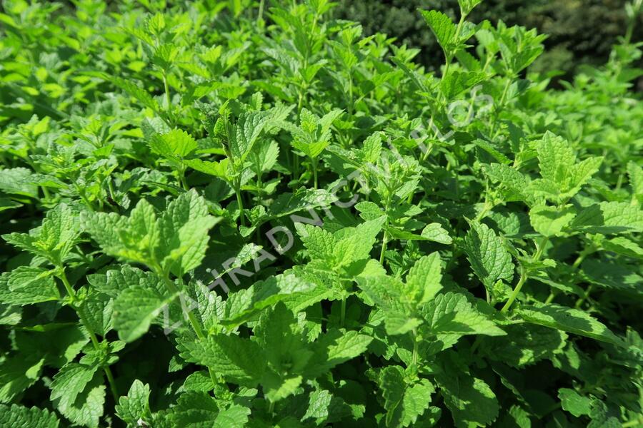 Meduňka lékařská - Melissa officinalis