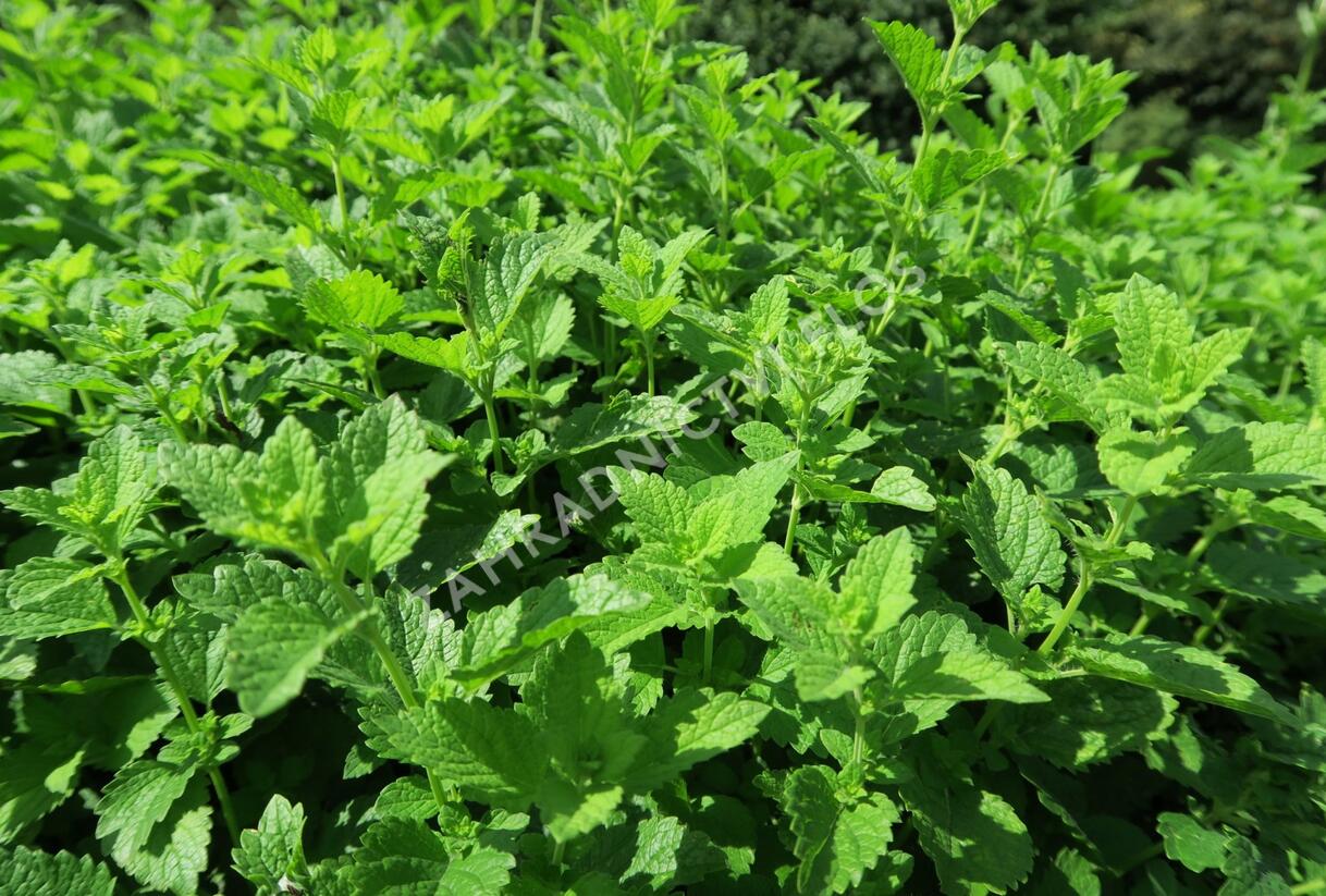 Meduňka lékařská - Melissa officinalis