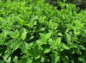 Meduňka lékařská - Melissa officinalis