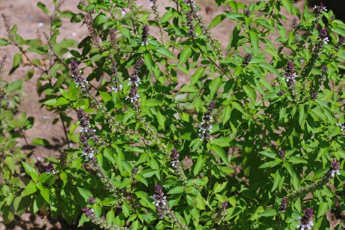 Bazalka skořicová 'Cinnamon' - Ocimum basilicum 'Cinnamon'