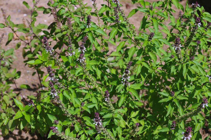 Bazalka skořicová 'Cinnamon' - Ocimum basilicum 'Cinnamon'