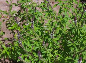 Bazalka skořicová 'Cinnamon' - Ocimum basilicum 'Cinnamon'