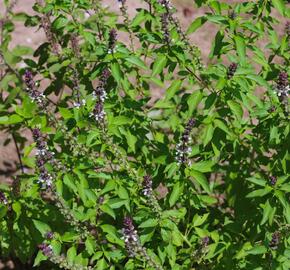 Bazalka skořicová 'Cinnamon' - Ocimum basilicum 'Cinnamon'