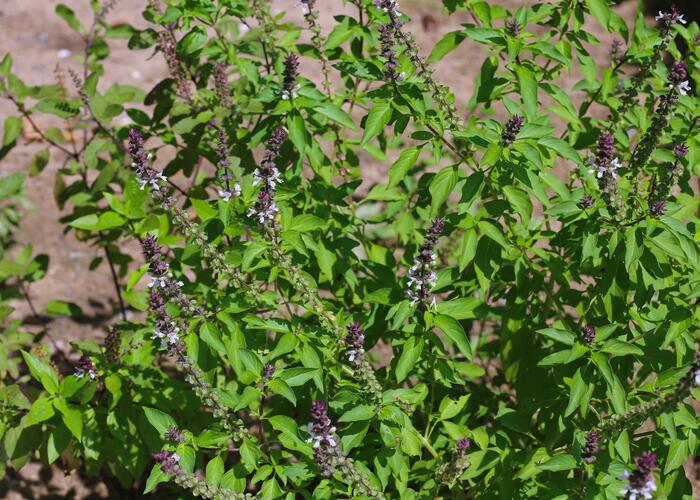 Bazalka pravá skořicová 'Cinnamon' - Ocimum basilicum 'Cinnamon'