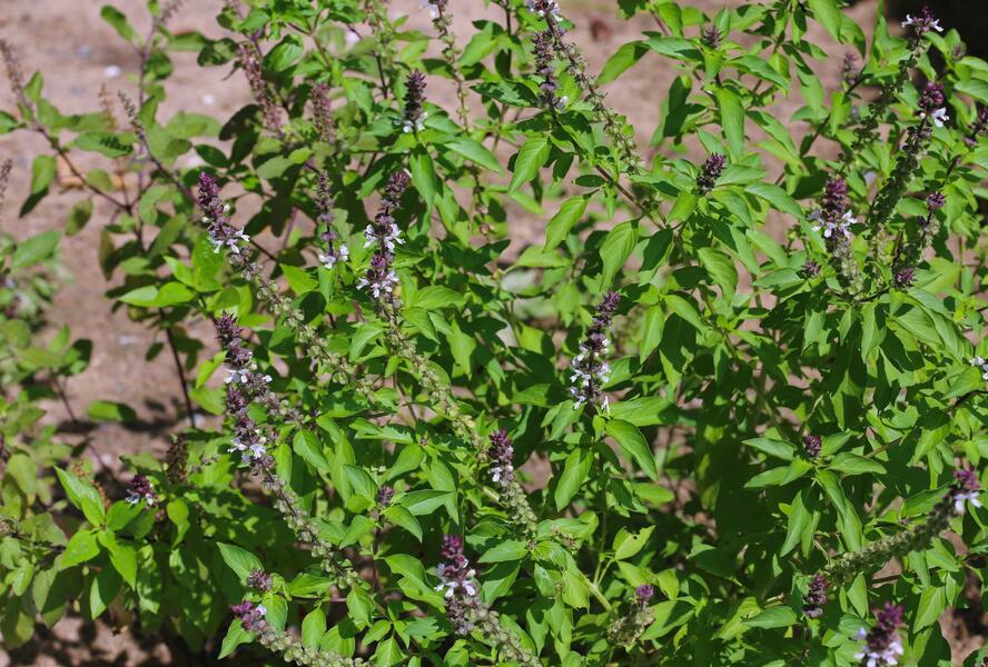 Bazalka skořicová 'Cinnamon' - Ocimum basilicum 'Cinnamon'