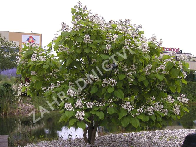Katalpa trubačovitá 'Aurea' - Catalpa bignonioides 'Aurea'