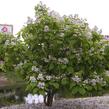 Katalpa trubačovitá 'Aurea' - Catalpa bignonioides 'Aurea'