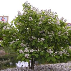 Katalpa trubačovitá 'Aurea' - Catalpa bignonioides 'Aurea'