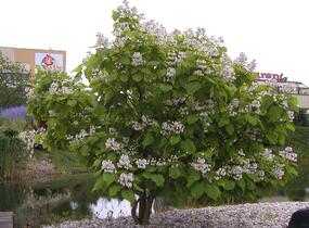 Katalpa trubačovitá 'Aurea' - Catalpa bignonioides 'Aurea'