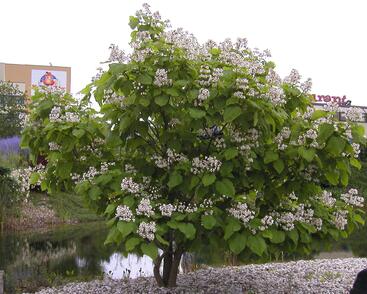 Katalpa trubačovitá 'Aurea'