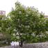 katalpa-trubacovita-aurea.jpg
