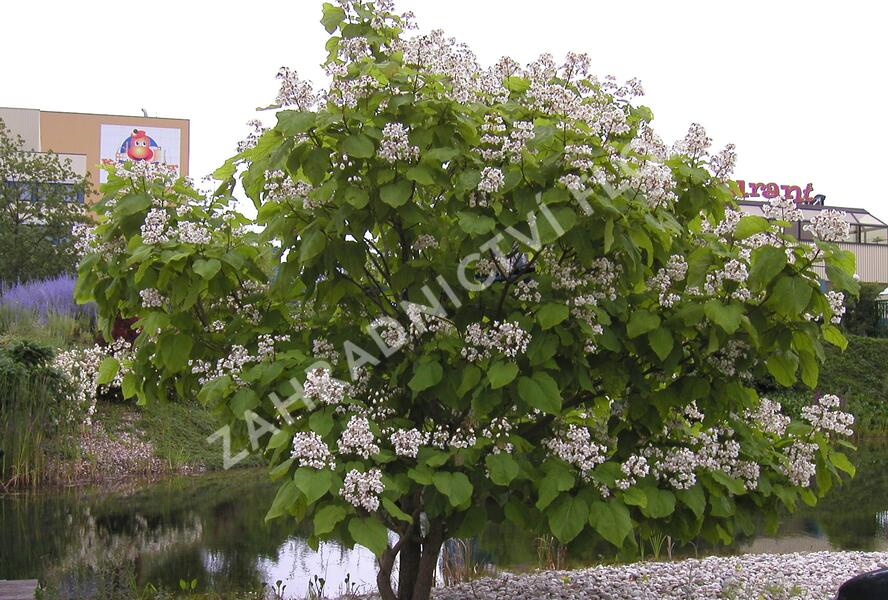 Katalpa trubačovitá 'Aurea' - Catalpa bignonioides 'Aurea'