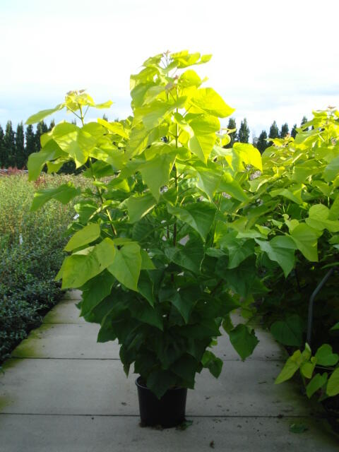 Katalpa trubačovitá 'Aurea' - Catalpa bignonioides 'Aurea'
