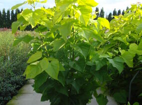 Katalpa trubačovitá 'Aurea' - Catalpa bignonioides 'Aurea'