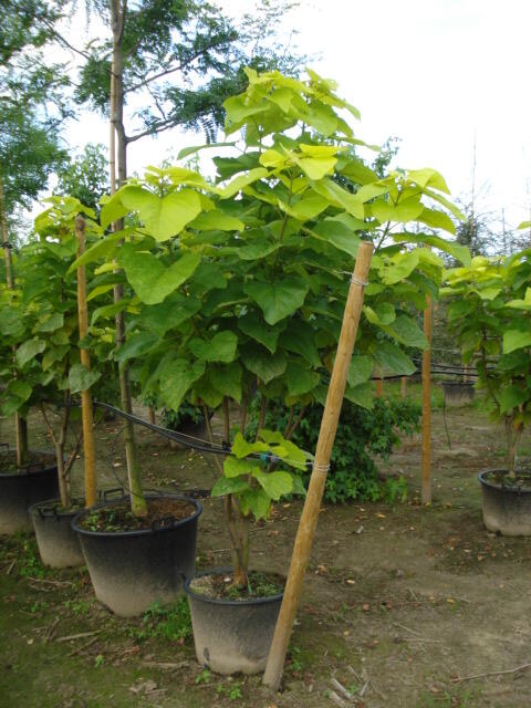 Katalpa trubačovitá 'Aurea' - Catalpa bignonioides 'Aurea'