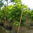 Katalpa trubačovitá 'Aurea' - Catalpa bignonioides 'Aurea'