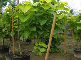 Katalpa trubačovitá 'Aurea' - Catalpa bignonioides 'Aurea'