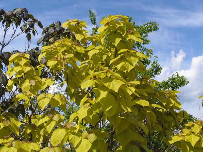 Katalpa trubačovitá 'Aurea' - Catalpa bignonioides 'Aurea'