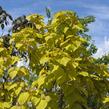 Katalpa trubačovitá 'Aurea' - Catalpa bignonioides 'Aurea'