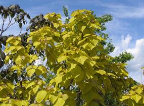 Katalpa trubačovitá 'Aurea' - Catalpa bignonioides 'Aurea'