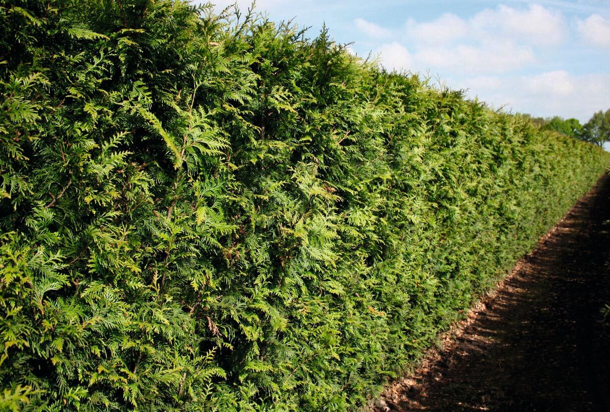 Túje obrovská, zerav řasnatý 'Excelsa' - Thuja plicata 'Excelsa'