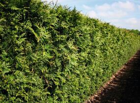 Túje obrovská, zerav řasnatý 'Excelsa' - Thuja plicata 'Excelsa'