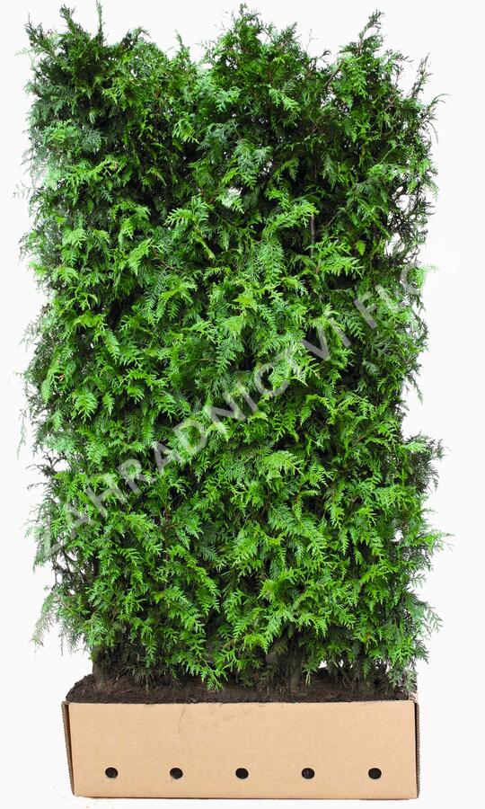 Zerav, túje řasnatá 'Excelsa' - Thuja plicata 'Excelsa'