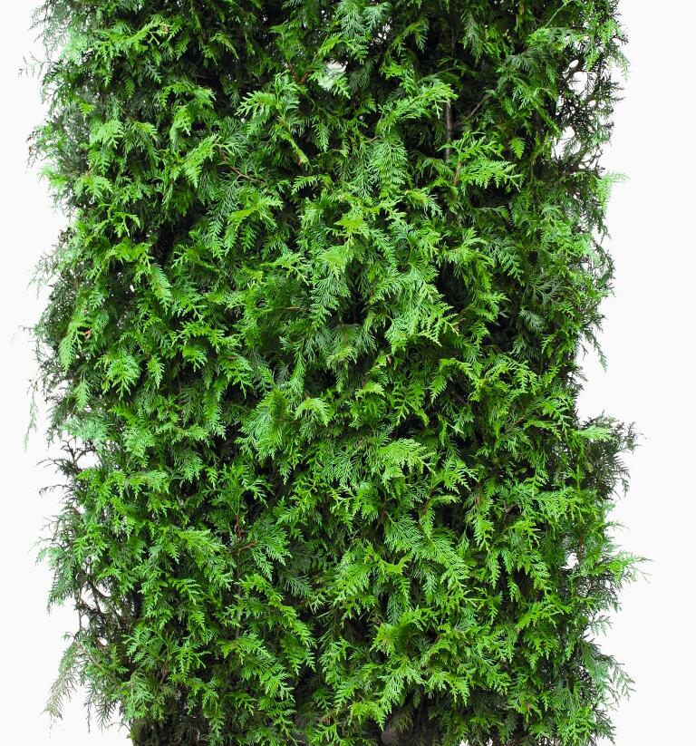 Túje obrovská, zerav řasnatý 'Excelsa' - Thuja plicata 'Excelsa'