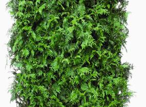 Túje obrovská, zerav řasnatý 'Excelsa' - Thuja plicata 'Excelsa'