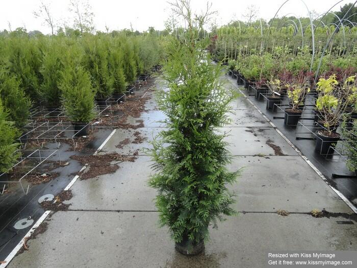 Zerav, túje řasnatá 'Excelsa' - Thuja plicata 'Excelsa'