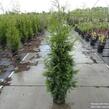 Zerav, túje řasnatá 'Excelsa' - Thuja plicata 'Excelsa'