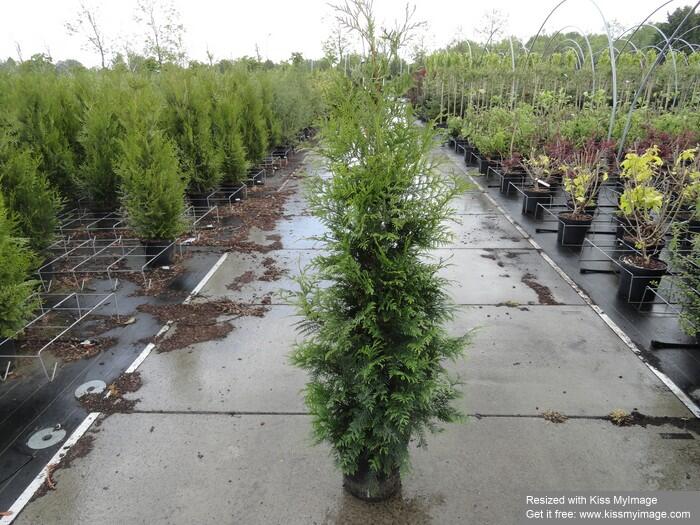 Túje obrovská, zerav řasnatý 'Excelsa' - Thuja plicata 'Excelsa'