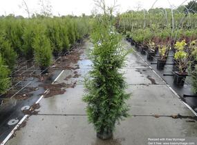Túje obrovská, zerav řasnatý 'Excelsa' - Thuja plicata 'Excelsa'