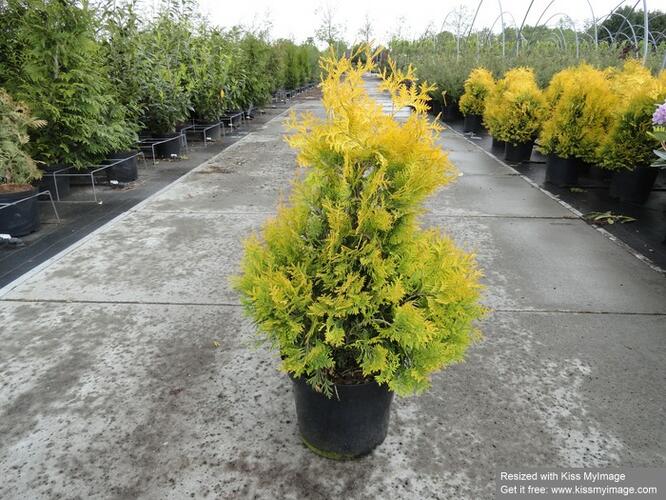 Zerav, túje západní 'Sunkist' - Thuja occidentalis 'Sunkist'