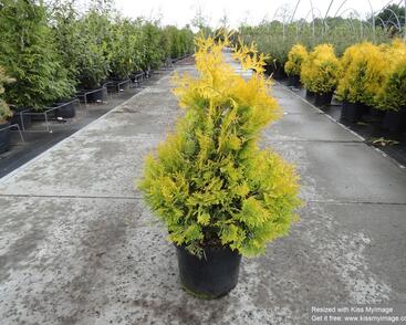 Túje, zerav západní 'Sunkist'