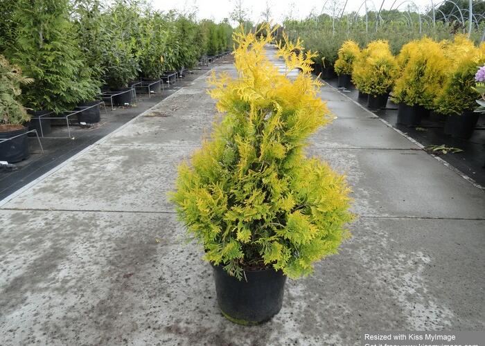Zerav západní 'Sunkist' - Thuja occidentalis 'Sunkist'
