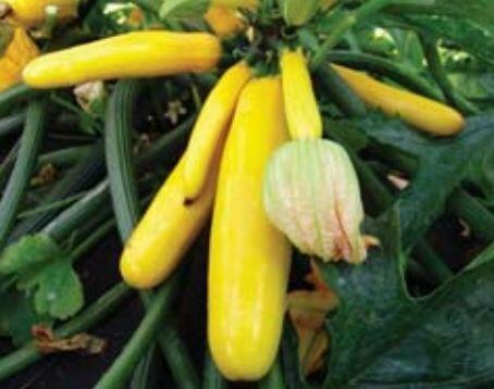 Cuketa 'Paladin' - Cucurbita pepo 'Paladin' F1