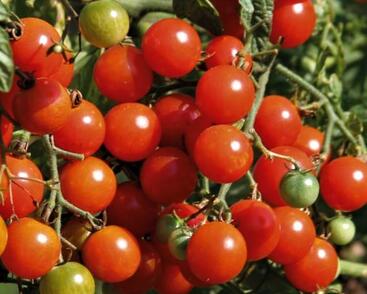 Rajče balkonové převislé 'Bajaja'