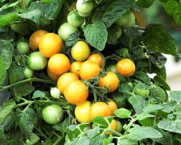 Rajče balkonové keříčkové 'Aztek'